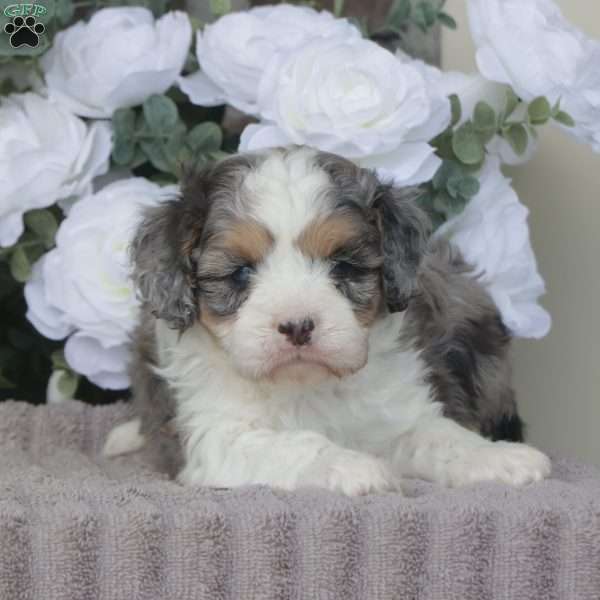 Fern, Cavapoo Puppy